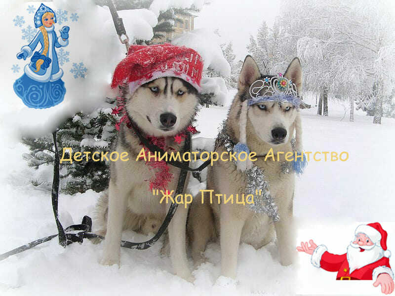 Катание на Хаски ! Упряжка сибирских собачек Хаски !